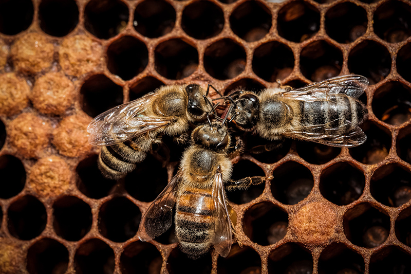 Abeilles devant leurs alvéoles de cire.