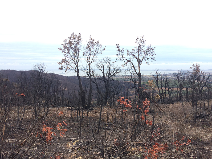 Les hauts de Hyères-les-Palmiers, après le passage du feu. (Décembre 2017).