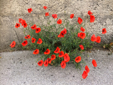 Bouquet urbain de coquelicots.