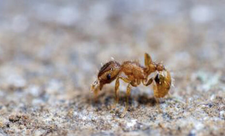 La « fourmi électrique » Wasmannia auropunctata.