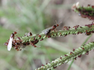 Fourmis Solenopsis invicta