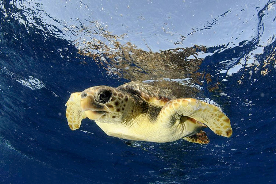 Une tortue Caouanne.