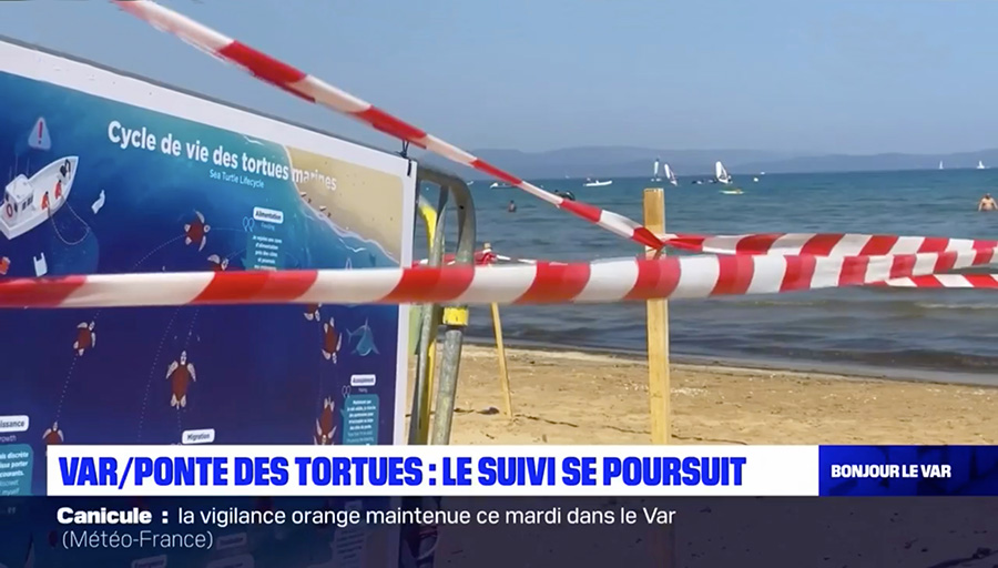 Le suivi de la ponte des tortues Caouanne continue dans le Var.